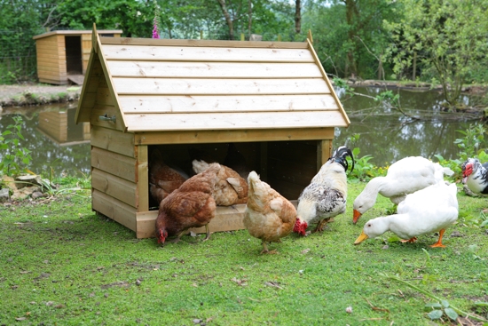 Dust Bath Shelter