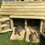 tortoise-house